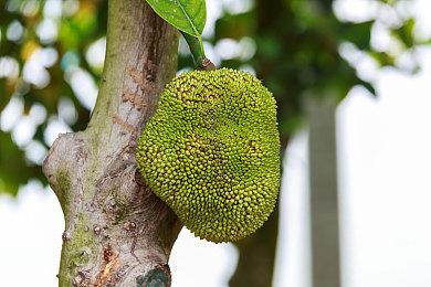 模拟游戏《菲奥和抵抗命运的城市》Steam页面 明年发售